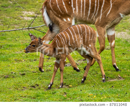 Baby Nyala Antelope - Tragelaphus angasii. Wild life animal. Baby Nyala Antelope - Tragelaphus angasii. Wild life animal. 87811048