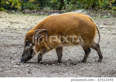 Red river hog, Potamochoerus porcus, also known as the bush pig. Red river hog, Potamochoerus porcus, also known as the bush pig. 87811049