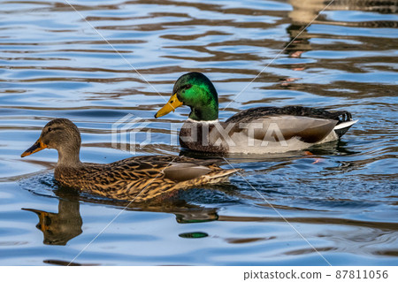 Wild duck or mallard, Anas platyrhynchos swimming in a lake 87811056