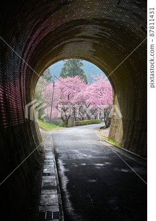 From the tunnel Kawazu cherry blossoms 87811431