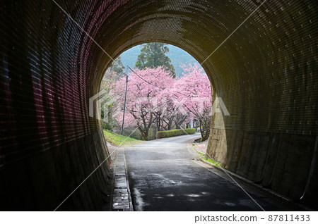 From the tunnel Kawazu cherry blossoms 87811433