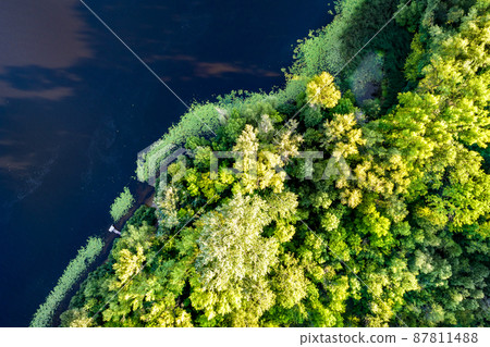 Trees on Trukhaniv Island in Kiev, Ukraine 87811488