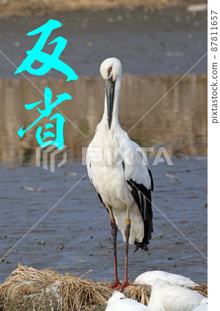 鳥漫畫“倒影鸛” 鳥漫畫“倒影鸛” 87811657