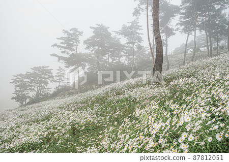 孤島町花園 87812051