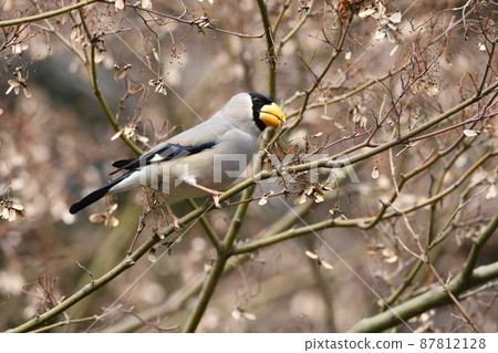 Japanese grosbeak eating Japanese maple fruit Japanese grosbeak eating Japanese maple fruit 87812128