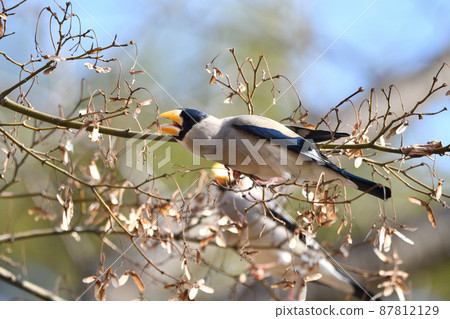 Japanese grosbeak eating Japanese maple fruit Japanese grosbeak eating Japanese maple fruit 87812129