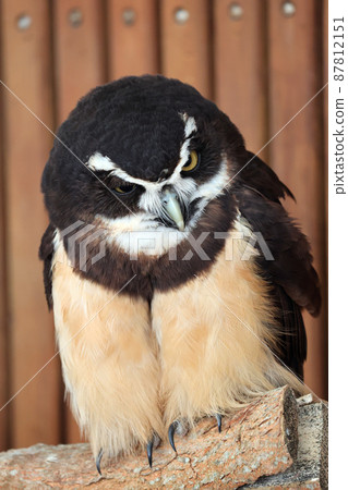 Spectacled owl Spectacled owl 87812151