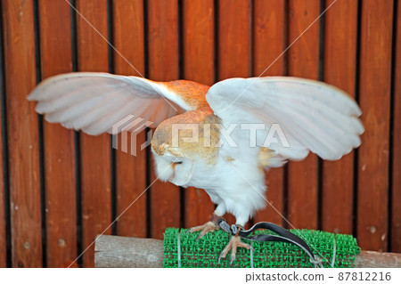Barn owl Barn owl 87812216