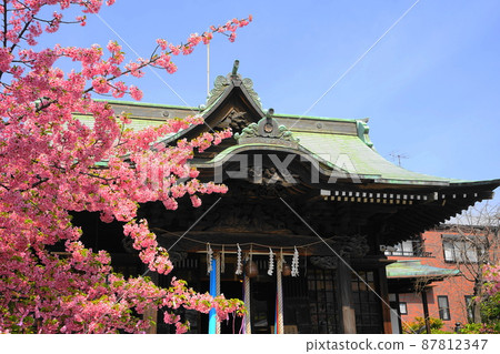 March Setagaya 1005 Sakura Jingu Shrine and Kawazu Sakura 87812347
