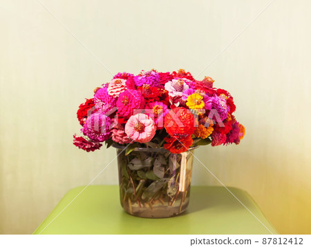 Beautiful colorful zinnia flowers. Beautiful colorful zinnia flowers. 87812412