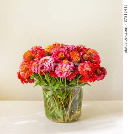 Beautiful colorful zinnia flowers. Beautiful colorful zinnia flowers. 87812413