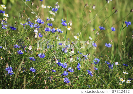 Beautiful wildflowers cornflowers 87812422