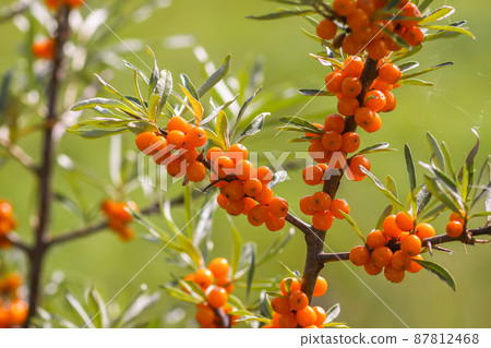 Branch of orange sea buckthorn berries in autumn park. Seasonal berry harvest. Branch of orange sea buckthorn berries in autumn park. Seasonal berry harvest. 87812468