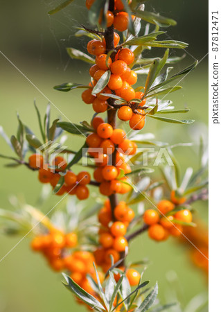 Branch of orange sea buckthorn berries in autumn park. Seasonal berry harvest. Branch of orange sea buckthorn berries in autumn park. Seasonal berry harvest. 87812471