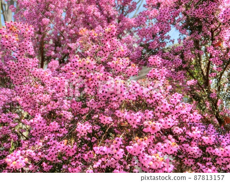 Erica canaliculata with pink flowers in spring Erica canaliculata with pink flowers in spring 87813157