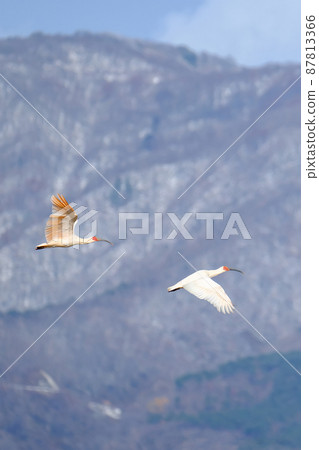 Crested ibis flying against the backdrop of a snowy mountain 2 87813366