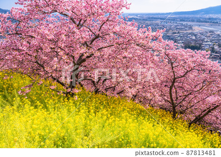 <<Kanagawa>> Spring, Kawazu cherry blossoms and rape blossoms <<Kanagawa>> Spring, Kawazu cherry blossoms and rape blossoms 87813481