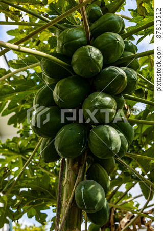 木瓜熱帶國家 87813512