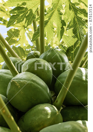 木瓜熱帶國家 木瓜熱帶國家 87813514