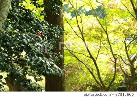 日本美麗的春天風景:高源寺的新綠楓和椿(兵庫縣丹波市) 日本美麗的春天風景:高源寺的新綠楓和椿(兵庫縣丹波市) 87813660