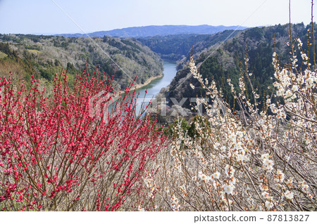 Tsukigase plum grove in full bloom 87813827