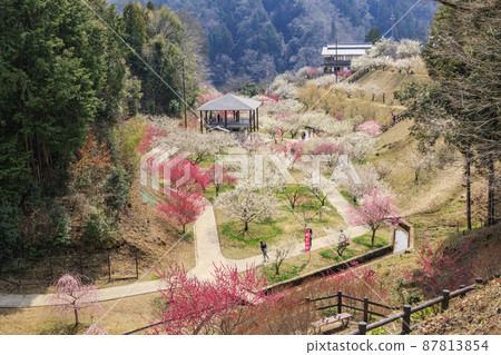 Tsukigase plum grove in full bloom 87813854
