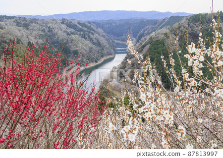 Tsukigase plum grove in full bloom 87813997