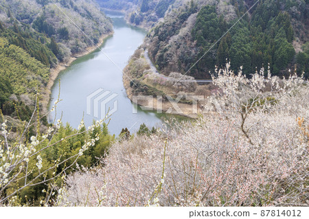 Tsukigase plum grove in full bloom 87814012