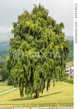 Beautiful Large Green Tree in Mountain - Baldo Mountain Veneto Italy 87814023