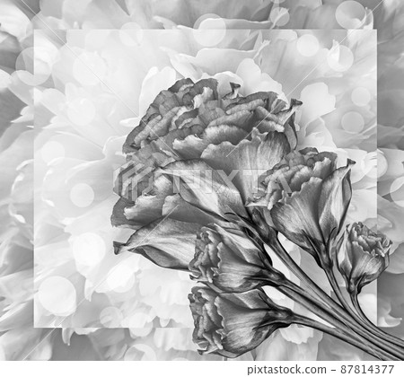 White-black roses flowers. Floral background. Closeup. Nature. White-black roses flowers. Floral background. Closeup. Nature. 87814377