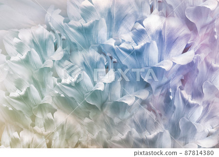 Tulips flower. Floral spring background. Close-up. Nature. Tulips flower. Floral spring background. Close-up. Nature. 87814380