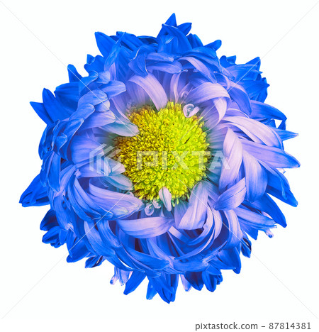 Blue chrysanthemum.. Flower on a white isolated background with clipping path. For design. Closeup. Nature. Blue chrysanthemum.. Flower on a white isolated background with clipping path. For design. Closeup. Nature. 87814381