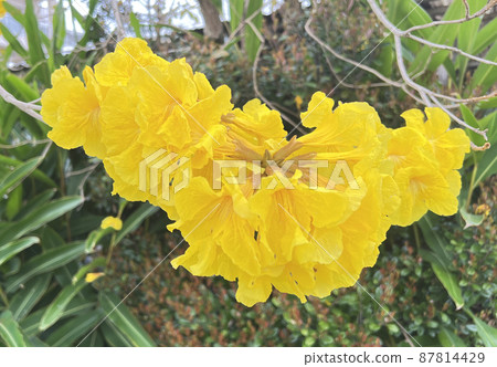 沖繩那霸市空地上盛開的伊佩花 沖繩那霸市空地上盛開的伊佩花 87814429
