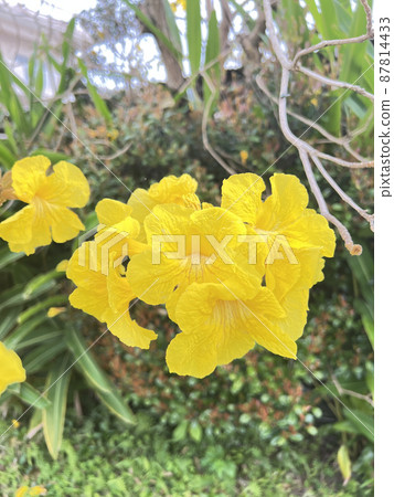 沖繩那霸市空地上盛開的伊佩花 沖繩那霸市空地上盛開的伊佩花 87814433