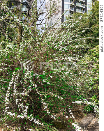 在東京九段千鳥淵戰爭死者墓地盛開的雪菜山羊花 在東京九段千鳥淵戰爭死者墓地盛開的雪菜山羊花 87814593