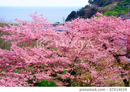 Kawazu Sakura and Shikishima Kawazu Sakura and Shikishima 87814639