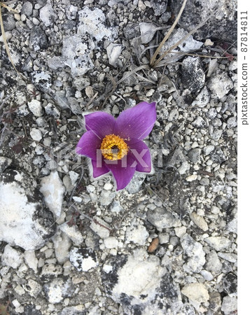 Top view lilac pulsatilla flower on grey stone background Top view lilac pulsatilla flower on grey stone background 87814811