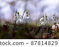 Snowdrops flowers on light blue sky, soft focused background 87814829
