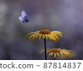 Close-up flying butterfly and two yellow daisies 87814837