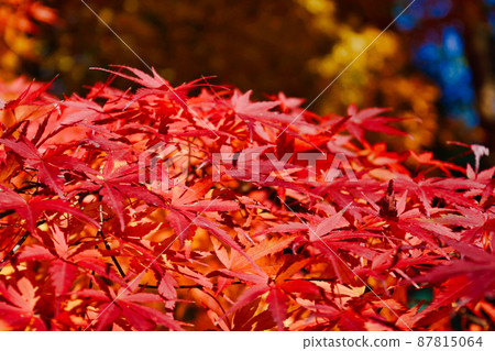 Omachi Park in autumn colors (Omachi Nature Observation Park, Ichikawa City, Chiba Prefecture) Omachi Park in autumn colors (Omachi Nature Observation Park, Ichikawa City, Chiba Prefecture) 87815064