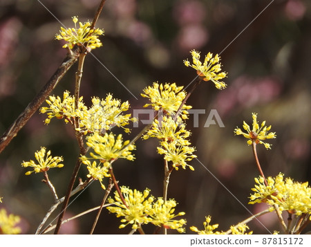 三水花盛開 87815172