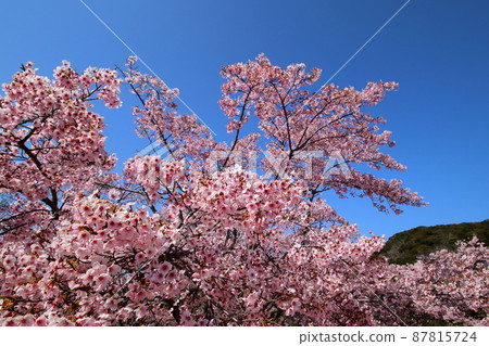 Large-scale cherry blossoms that bloom in a hurry (Muroto Regional Park, Muroto City, Kochi Prefecture) 87815724