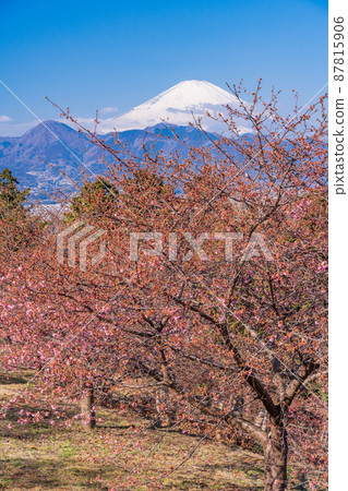 （神奈川縣）從河內櫻花盛開的大井夢之裡看到的富士山 87815906
