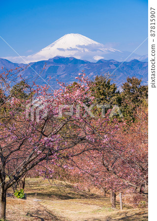 （神奈川縣）從河內櫻花盛開的大井夢之裡看到的富士山 87815907