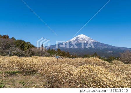 Mitsumata flowers and Mt. Fuji 87815940