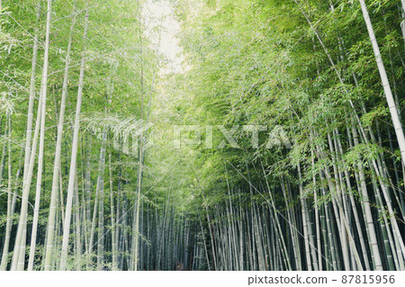 Arashiyama bambo forest in kyoto, japan. tourist spot 87815956