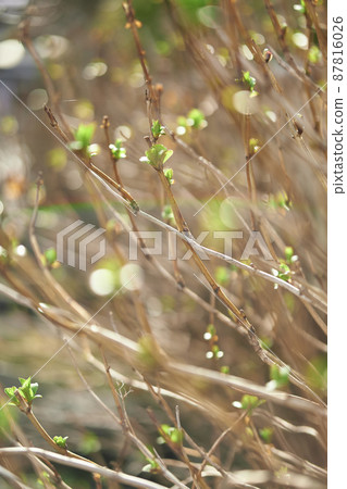繡球花葉子 87816026