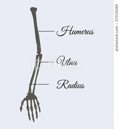 Arm Parts Poster Explanation Vector Illustration 87816066