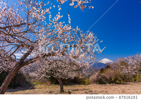 (Kanagawa Prefecture) Mt. Fuji seen from the biotopia garden 87816281