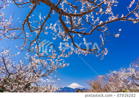 (Kanagawa Prefecture) Mt. Fuji seen from the biotopia garden 87816282